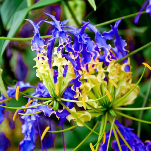 Blue Yellow Flame Lily Fire flowers Seeds .10 seeds  #ABG14