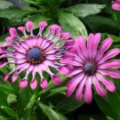 25 flowers seeds  Pink Daisy  Osteospermum,easy to  grow   #ABG14
