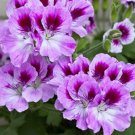 25 flowers seeds bi color Purple Geranium , easy to grow #ABG14