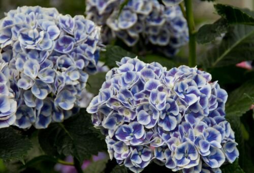Blue White Hydrangea flowers Seeds ,5 seeds  #ABG14