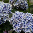 Blue White Hydrangea flowers Seeds ,5 seeds  #ABG14