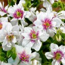 25 flowers seeds  White Bright Pink Geranium, easy to grow  #ABG14