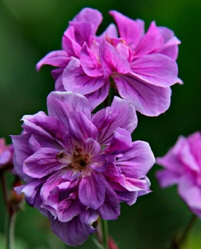 25 flowers seeds  Double Geranium , easy to grow   #ABG14