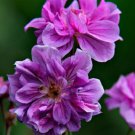 25 flowers seeds  Double Geranium , easy to grow   #ABG14