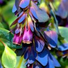 10 flowers seeds   Blue Purple Shrimp  Perennial Lollipop Justicia Brangegeena  #ABG14