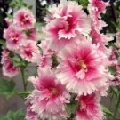 25 flowers Giant seeds  Pink White Hollyhock, easy to grow   #ABG14