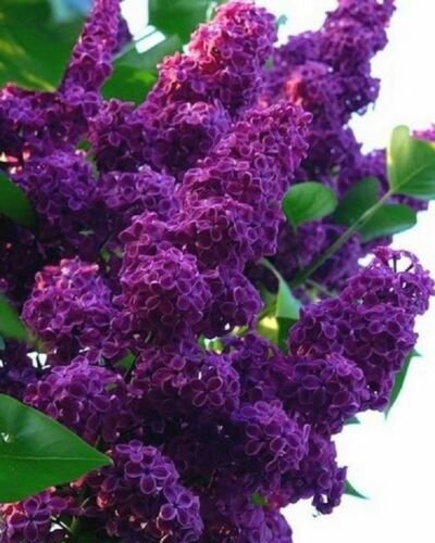 Dark Purple Lilac Fragrant Hardy Perennial , 25 Seeds     #ABG14