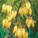 Light Yellow Bleeding Heart 25  Seeds , easy to grow #ABG14