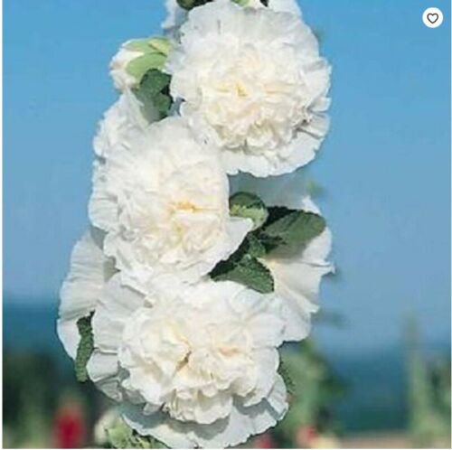 Charles White Hollyhock Seeds  Giant Perennial,25 seeds  #ABG14