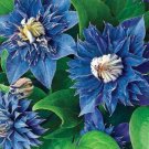25 seeds Double Blue Clematis Seeds Bloom Climbing,easy to grow  #ABG14
