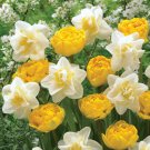 Moon & Stars Tulip Daffodil Bulbs Spring Flower 6 seeds,easy to grow   #ABG14