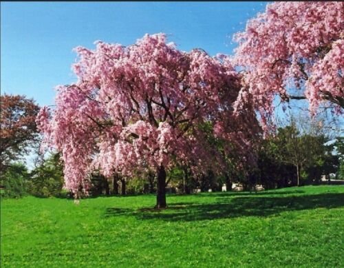 Pink Willow Seeds Tree Weeping Flower Giant,5  Seeds #ABG14