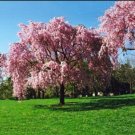 Pink Willow Seeds Tree Weeping Flower Giant,5  Seeds #ABG14
