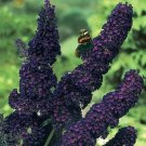 Dark Purple Butterfly BushFlower Flowering Perennial ,25  Seeds   #ABG14