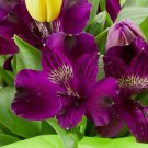 20  Seeds  Lily Purple Alstroemeria, easy to grow  #ABG14