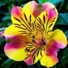 Yellow Pink Alstroemeria Lily  Flower Seeds, 20 seeds  #ABG14