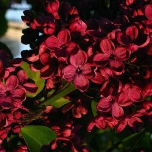 25 seeds Red Lila Tree Fragrant Hardy Perennial  , easy to grow  #ABG14