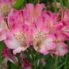 20 seeds  Pink White Alstroemeria Lily, easy to grow    #ABG14