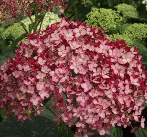 Perennial Hardy Dark Pink Hydrangea 5 flowers  Seeds  #ABG14