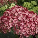 Perennial Hardy Dark Pink Hydrangea 5 flowers  Seeds  #ABG14