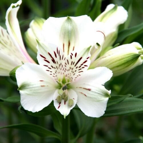 Flower Seed Peruvian Perennial Lilly  White Alstroemeria ,20 seeds #ABG14