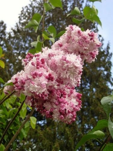Fragrant Hardy Flower Pink White Lilac 25 Seeds  #ABG14