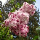 Fragrant Hardy Flower Pink White Lilac 25 Seeds  #ABG14