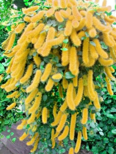 Yellow Acalypha Seeds Tropical Hanging Plant 100 seeds  #ABG14