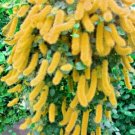 Yellow Acalypha Seeds Tropical Hanging Plant 100 seeds  #ABG14