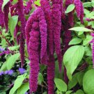 100 Flower Seeds Purple Acalypha , easy to grow  #ABG14