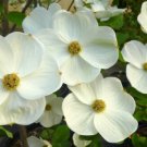 5 seeds Eddies White Wonder Dogwood Hardy Fall Color     #ABG14