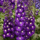 50 Purple Passion Delphinium Mix  Color  , easy to grow    #ABG14