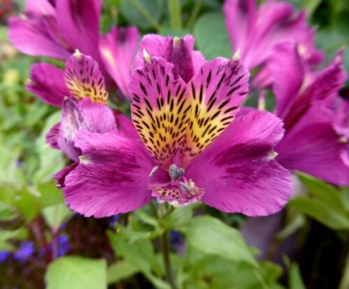 Light Purple Yellow Alstroemeria Lily 20 flowers Seeds  #ABG14