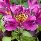 Light Purple Yellow Alstroemeria Lily 20 flowers Seeds  #ABG14