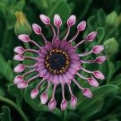25 flowers Seeds  Mix  Purple Daisy Seeds Osteospermum  #ABG14