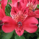 Bright Pink Alstroemeria Lily  20 Seeds Flower    #ABG14