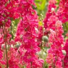 Bright Pink Delphinium 50 Flower  Seeds, Perennial Garden   #ABG14