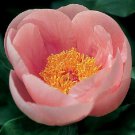 Light Pink Yellow Single Peony 5 Flower  Seeds, easy to grow    #ABG14
