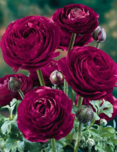 Ranunculus Asiaticus aroon Persian Buttercup 25 flowers Seeds   #ABG14