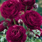 Ranunculus Asiaticus aroon Persian Buttercup 25 flowers Seeds   #ABG14