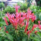 Perennial Lollipop Justicia Pink Orange Shrimp Plant seeds,10 seeds  #ABG14
