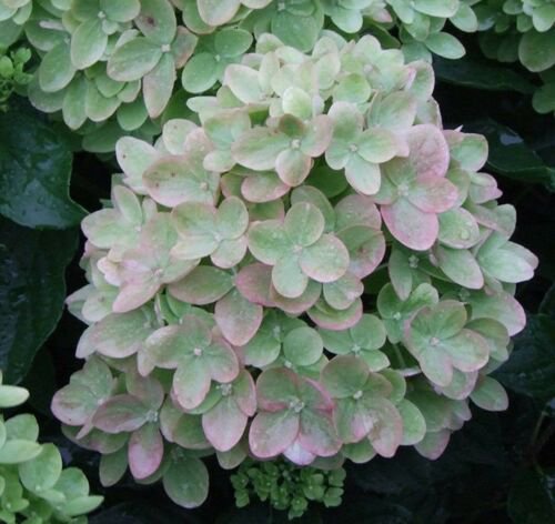 Green Pink Hydrangea Perennial Hardy, 5 flowers seeds      #ABG14