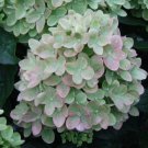 Green Pink Hydrangea Perennial Hardy, 5 flowers seeds      #ABG14