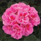 25 flowers seeds  pink Eye Geranium  Perennial Flowers   #ABG14