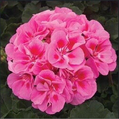 25 flowers seeds  pink Eye Geranium  Perennial Flowers   #ABG14