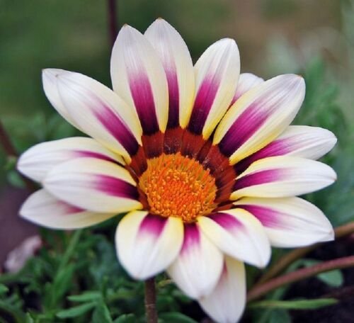 White Purple Daisy Seeds Osteospermum,25 flowers seeds   #ABG14