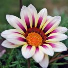 White Purple Daisy Seeds Osteospermum,25 flowers seeds   #ABG14