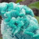 Blue Crested Cockscomb  Annual Celosia Argentea Ornemental 50  Seeds Flowers #ABG14