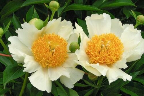 5  Seeds Flowers White Yellow Single Peony Seeds Perennial  hardy    #ABG14