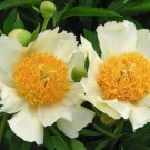 5  Seeds Flowers White Yellow Single Peony Seeds Perennial  hardy    #ABG14